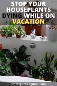 How To Water Indoor Plants While On Vacation Automatic Watering Systems For Houseplants From Diy House Plant Care Potted Plants Outdoor House Plants Indoor