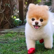 Akc all our pomeranian are very healthy and good with children and other pets and will come with a health certificate and 30 days pomeranian dog breed information cute animals cute baby animals. Boo Pomeranian Dog Price In India Dogbreedo