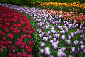 We offer bouquets from 23.00 eur | 27.29 usd. Rivers Of Flowers Burst Into Bloom In Holland Smart News Smithsonian Magazine