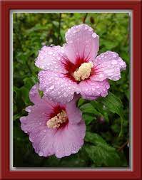 Mugunghwa By David Hasenick Flower Drawing Flower Pictures Language Of Flowers