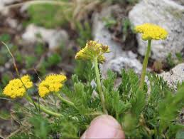 Image result for Apiaceae