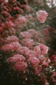 Download and use 100000+ pink flowers stock photos for free. 50 Gorgeous Flower Aesthetic Wallpaper For Your Iphone Prada Pearls