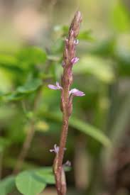 Image result for Striga gesnerioides