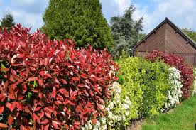 La scelta della siepe fiorita ricade quasi sempre nei gusti personali di chi sceglie o nella particolare struttura del giardino o della casa. Migliori Piante Da Siepe Mista