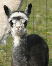 Baby Bella Alpacas For Sale Cute Animals Super Cute Animals
