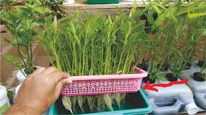 Jadi, anda pun bisa mengikuti langkah mereka. Menanam Sayur Sendiri Di Rumah Hidroponik Kangkung Bisa Jadi Pilihan Nih Moms