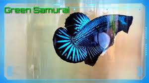 Not finding what you're looking for? Green Samurai Youtube