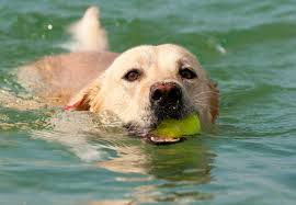 Les femelles mettent souvent bas à des portées de plus de dix chiots. Labrador Kaufen Labradorseite De
