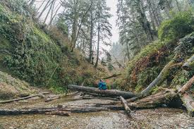 Fern canyon is a canyon in the prairie creek redwoods state park in humboldt county, california, western united states. An Otherworldly Hike In Fern Canyon Aspiring Wild