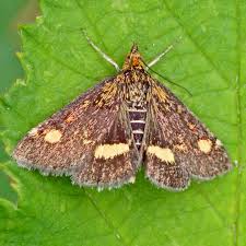 Image result for Pyrausta aurata