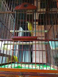 Meski demikian, sebenarnya tidak semua burung peliharaan harus diam seharian di dalam kandang. Burung Peliharaan Dirumah Steemit