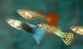 Guppies Finn Loves His Guppies They Re So Sassy And Colorful Guppy Fish Aquarium Fish Freshwater Aquarium Fish