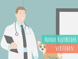 Und ja, die blutabnahme sollte vor der impfung erfolgen. Das Blutbild Beim Hund So Interpretierst Du Es Als Hundebesitzer