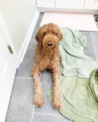 The poodle is a dog breed that comes in three varieties: Best Shampoo For Goldendoodle 2021 We Love Doodles