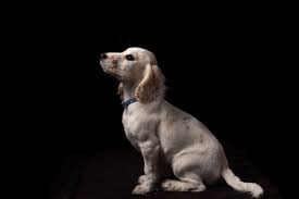 Depending on where you live in the chicago area, there are plenty of pet stores to choose from in different locations. Thanks To Sheltering In Place Animal Shelters Are Empty Wired