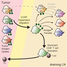 Ccr7 geo profiles, ncbi search the gene expression profiles from curated datasets in the gene expression omnibus. Critical Role For Cd103 Cd141 Dendritic Cells Bearing Ccr7 For Tumor Antigen Trafficking And Priming Of T Cell Immunity In Melanoma Cancer Cell
