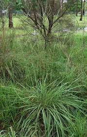 Image result for Aristida stenostachya