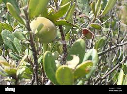 Image result for Diospyros dichrophylla