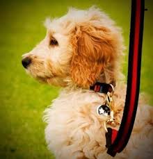 A mini cockapoo will weigh 5 pounds at 2 months growing to about 8 pounds by the time that he is 4 months old. Loose Lead Walking British Cockapoo Society