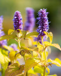 Image result for Lamiaceae