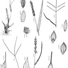 Image result for Axonopus compressus