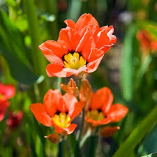 Image result for Sparaxis