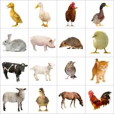 Grid Of Pictures To Memorize Farm Animals Farm Animals Pictures Farm Animals Theme Animal Pictures For Kids