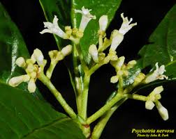 Image result for Psychotria ceratoloba