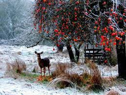 Baum im Herbst