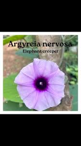 Image result for Argyreia nervosa