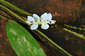 Image result for Aponogeton desertorum