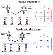 This third edition includes additional problems in basic areas that often challenge students, extended coverage in molecular biology. Genetic And Non Genetic Mechanisms Of Inheritance So Wiki Com