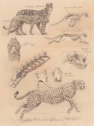 Cheetah Anatomy Sketch Smilodon Hunting Sequence Sketch 1 Artist Sketchbooks Study Resources For Art Animal Drawings Animal Sketches Scientific Illustration