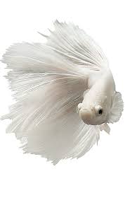 Some of these tumors or cancer. Solid White Betta Betta Fish Tank Betta Fish Types Beautiful Fish