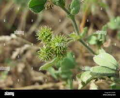 Image result for Eriosema montanum