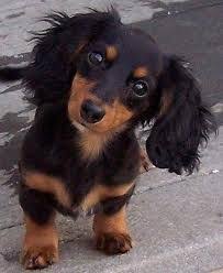 The average lifespan of a mixed breed is around 12 to 20 years. 340 Dachshunds Long Haired Ideas Long Haired Dachshund Dachshund Dachshund Love