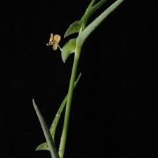 Image result for Commelina subulata
