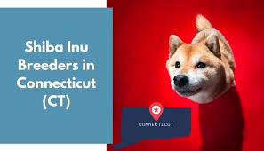 He is a spunky fella sure to keep you on your toes with his adorable puppy antics. 12 Shiba Inu Breeders In Connecticut Ct Shiba Inu Puppies For Sale Animalfate