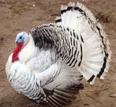 Royal Palm Turkey Breed Information Modern Farming Methods