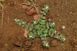 Image result for Euphorbia rubriflora