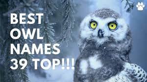 Owl Names 200 Incredible Ideas Incl Harry Potter Owl Petshoper