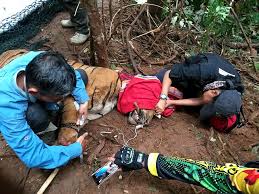 Dengan memenuhi standar tersebut, maka hasilnya akan memuaskan. Meski Cacat Harimau Batua Tetap Buas Mongabay Co Id Mongabay Co Id