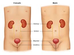 Image result for Bladder Anatomy