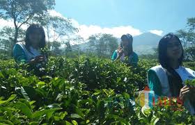 Check spelling or type a new query. Pertama Di Jawa Timur Kebun Teh Wonosari Lawang Melegenda Sejak 1990 Malangtimes