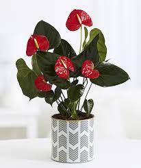 Some indoor house plants are better for air purifying than other indoor plants. 10 Plants You Can T Kill No Green Thumb Needed Proflowers Blog Anthurium Plant Plants House Plants Indoor