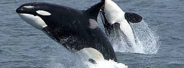 Download and print turtle diary's make words using letters z e f s t u l worksheet. Evidences For Evolution The Whales Tale Articles Biologos