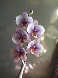 A Light Purple Moth Orchid Flowers Feel Your Energy One Time I Cried For Hours When My Dog Died The O Orchid Flower Phalaenopsis Orchid Beautiful Orchids