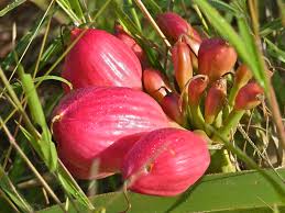 Image result for Amaryllidaceae