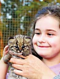 Feline Conservation Federation