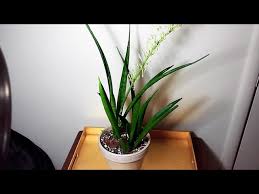 Image result for Sansevieria parva